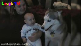 Husky Siberian And Babies