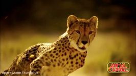 یوزپلنگ  The Cheetah