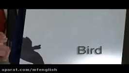 اصطلاحات انگلیسی Bird Idioms+فایل PDF
