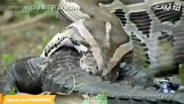 خوردن زنده زنده تمساح توسط مار پیتون غولپیکر بزرگ