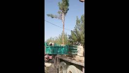 انتقاد درخت ، نجات درختان در پروژه های ساختمانی راه سازی