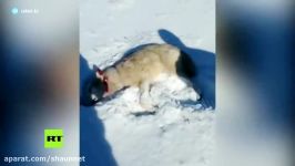 Instant karma Wolf rises from dead’ to take revenge on hunter Warning Graphic footage