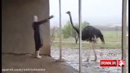 پرورش شتر مرغ در کرمانشاهostrich