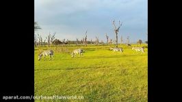 قسمت 12 سفرنامه کنیا  دکتر خسروجردی