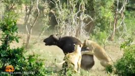 شکار گاومیش وحشی بزرگ توسط شیرها در پارک ملی کورگر