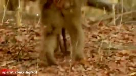 حمله میمون ها به پلنگ برای حفاظت بچه میمون ها