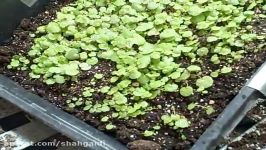 Growing Heuchera Coral Ruby Bells from Seed