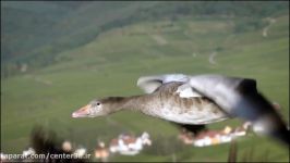 دانلود مستند سه بعدی Der Mit Den Gansen Fliegt 2014