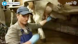 استفاده زالو برای شیر دوشیدن گاو