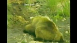 کشتن خوردن توله خرس توسط خرس نر مهاجم