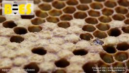 عسل درمانی مای بیز تایم لپس پر کردن کندو توسط زنبورها