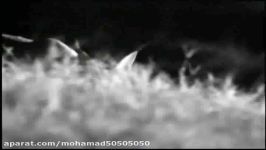 شکار برق آسای لک لک توسط گربه وحشی