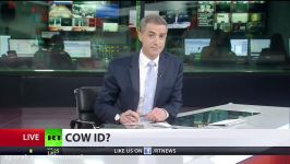 Udderly ridiculous or bold mooove Irish pany rolls out cow facial recognition