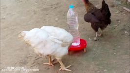 آب خوری پرندگان  ساده کم هزینه DIY