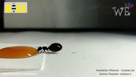 عسل درمانی مای بیز ملکه مورچه ها در حال خوردن عسل