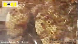 عسل داروی درمانی مای بیز 24 ساعت در کنار زنبورها