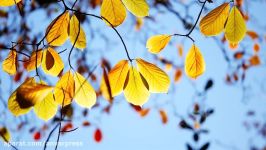 4K Relaxation Footage Autumn Scenes of Nature  AUTUMN 11