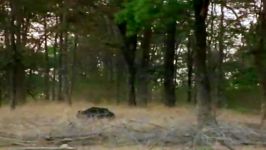 حمله خرس سیاه به قلمرو گرگ ها