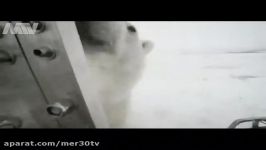 حمله خرس قطبی به فیلمبردار حیات وحش