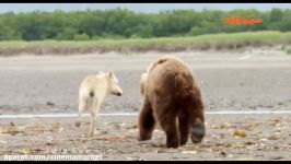 Bears  روایتگر زندگی یک ماده خرس به همراه دو توله اش