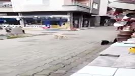 ترس عجیب جانگداز سگ گربه کلیپ ویژه کانال عیدالزهرا آپارات