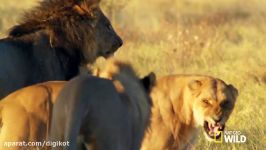 پادشاهی قدرت نمایی رهبر شیرها