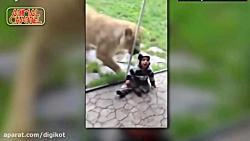 حمله حیوانات پشت شیشه در باغ وحش