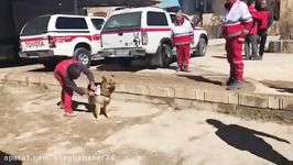 اکیپ سگ های زنده یاب در محل حادثه سقوط هواپیما
