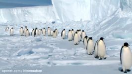 The Great Penguin Migration  GEICO