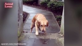Funniest Cutest Golden Retrievers Videos Compilation 2018  Funny Golden Retrievers Puppies #59