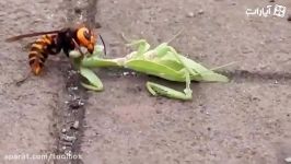 شکار بی رحمانه مانتیس توسط زنبور غولپیکر آسیایی