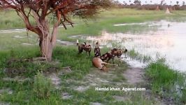 شکار اهو توسط سگهای افریقایی
