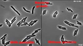 تصاویر بسیار زیبای میکروسکوپی تاثیر پنی سیلین بر باکتری ها