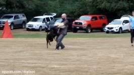 5 Rottweilers vs Lion  Who would win in a Fight