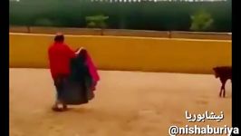 مسابقات گاوبازی اسپانیا گوساله غیر قابل پیش بینی ایرانیدوبله طنز نیشابوری کان