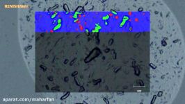 Fast Raman imaging of nasal spray using the Renishaw inVia Raman microscope.