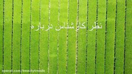 Green Coffee Beans قهوه سبز خرید  Green Coffee Beans ق