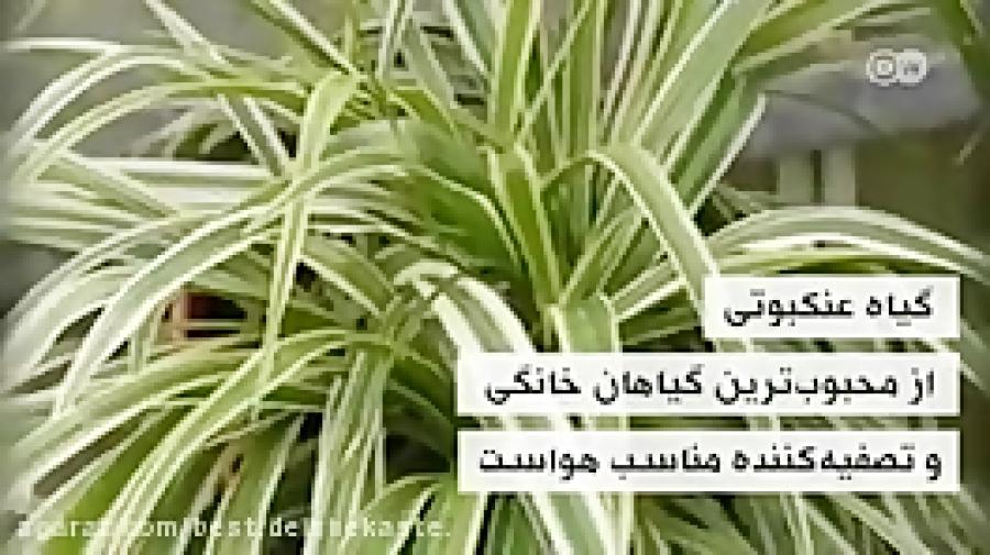 این گیاهان آلودگی هوای خانه را کاهش می دهند