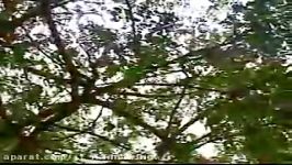 مورینگا درخت بهشتی