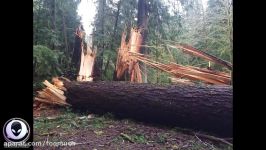 WHAT Knocked These Trees Down