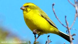 Canary singing ~ Canary Bird song