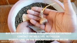 Grow 100 Pure SaffronKesar At Home Easiest Way With Updates