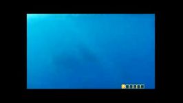 نهنگ های عنبر   غول عای اعماق دریا