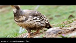 کبک تبتی Tibetan Snowcock