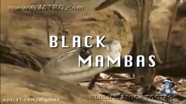 Black Mambas 11  Mamba vs King Cobra