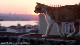 مستند Kedi درباره گربه هایی همیشه اطرافمان هستند