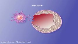 رشد فولیکول  فصل 7  زیست یازدهم
