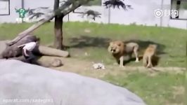 Top 5 DUMBEST Zoo Guests