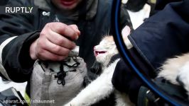 Firefighters revive smoke poisoned cat rescued from fire