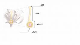 نحوه تشکیل کیسه رویانی در نهاندانگان  زیست یازدهم